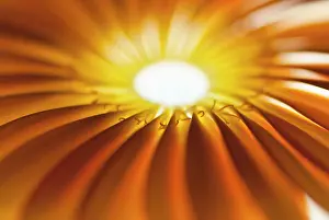 Jamesonii: Gerbera, Barberton daisy
