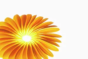 Jamesonii: Gerbera, Barberton daisy