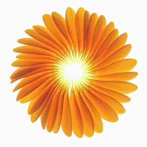 Jamesonii: Gerbera, Barberton daisy