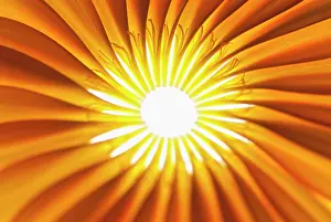 Jamesonii: Gerbera, Barberton daisy