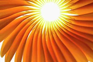 Jamesonii: Gerbera, Barberton daisy