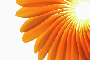 Jamesonii: Gerbera, Barberton daisy