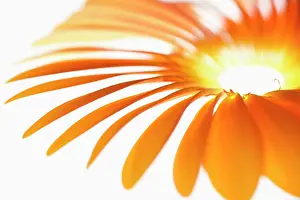 Jamesonii: Gerbera, Barberton daisy