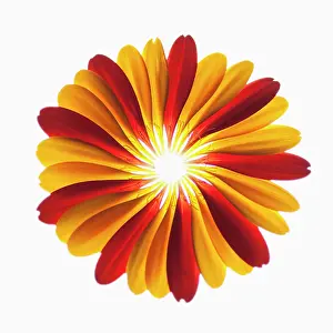Jamesonii: Gerbera, Barberton daisy