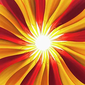 Jamesonii: Gerbera, Barberton daisy