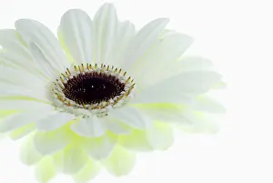 Jamesonii: Gerbera, Barberton daisy