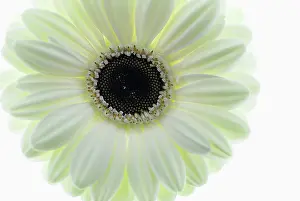 Jamesonii: Gerbera, Barberton daisy