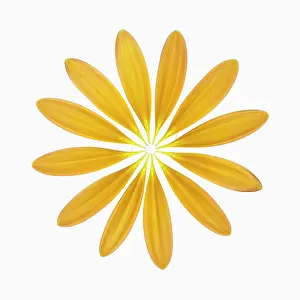 Jamesonii: Gerbera, Barberton daisy