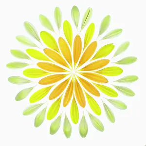 Jamesonii: Gerbera, Barberton daisy