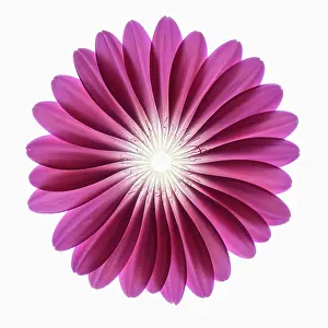 Jamesonii: Gerbera, Barberton daisy