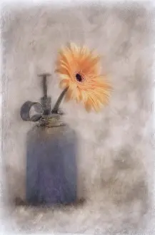 Jamesonii: Gerbera, Barberton daisy