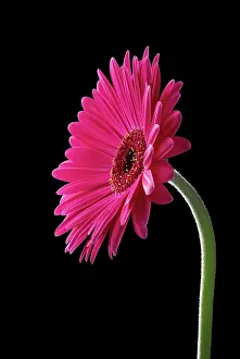 Jamesonii: Gerbera, Barberton daisy, Gerbera jamesonii, Side
