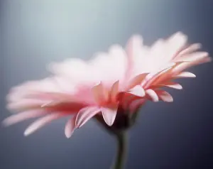 Jamesonii: Gerbera daisy, Gerbera jamesonii, Side view of a