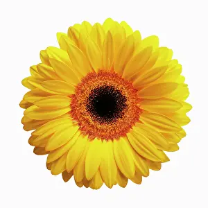 Jamesonii: Gerbera daisy, Gerbera jamesonii, Yellow flower