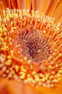 211119: Gerbera flower detail - Norfolk UK