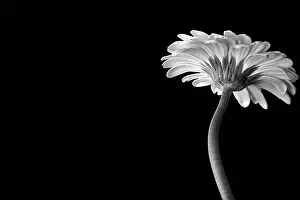 Monotone: Gerbera jamesonii, black and white flower viewed from undern