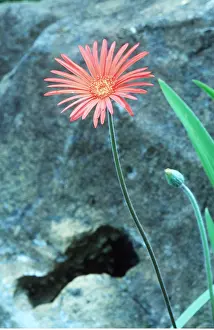 David C Dixon: GERBERA JAMESONII - flower