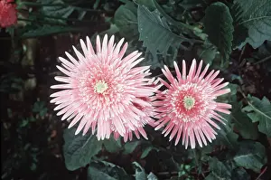 Jamesonii: GERBERA JAMESONII - flower