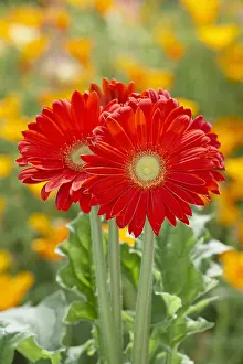 Gerberas: Gerbera Mega Revolution Bright Red and Californian Poppies