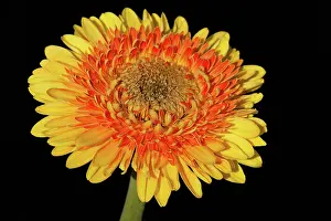 Gerbera: Gerbera, A studio shot of a yellow and orange double