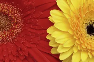 Gilardini: Gerbery Daisy