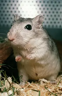 Gerbil: GERBIL