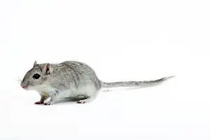 Gerbil: Gerbil