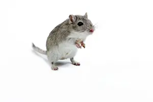 Gerbil: Gerbil