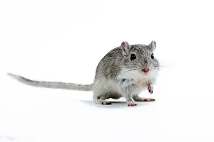 Gerbil: Gerbil