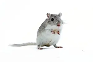 Gerbil: Gerbil