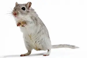 Gerbil: Gerbil