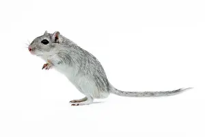 Gerbil: Gerbil