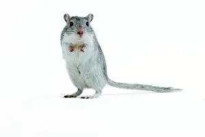 Gerbil: Gerbil