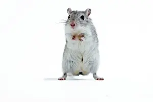 Gerbil: Gerbil