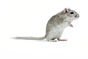 Gerbil: Gerbil