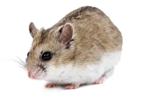 Gerbil: Gerbil