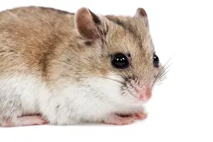 Gerbil: Gerbil