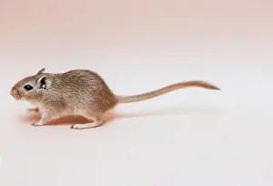 Gerbil: GERBIL