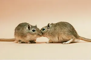 Mutual: GERBIL