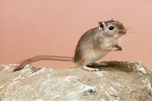 Raised: GERBIL with front paws raised