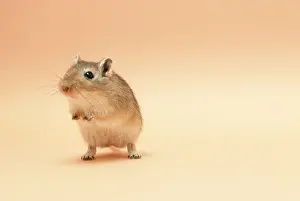 Gerbil: GERBIL - Standing on back legs