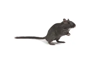 Gerbil: Gerbil - in studio
