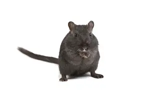 Gerbil: Gerbil - in studio