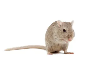 Gerbil: Gerbil - in studio