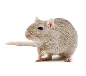 Gerbil: Gerbil - in studio