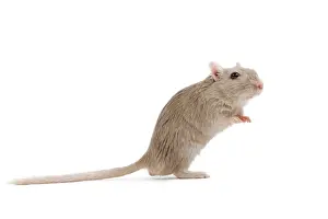 Gerbil: Gerbil - in studio