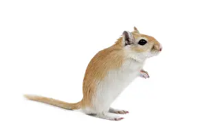 Gerbil: Gerbil - in studio