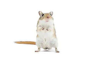 Gerbil: Gerbil - in studio