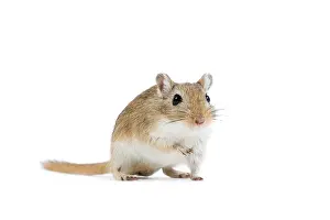 Gerbil: Gerbil - in studio