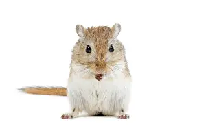 Gerbil: Gerbil - in studio
